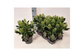 Skimmia japonica finchy 6+ bloem