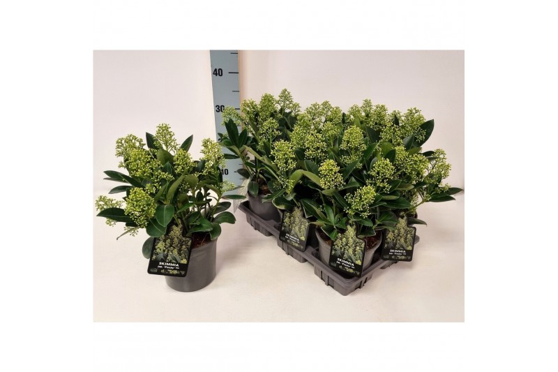 Skimmia japonica finchy 6+ bloem 