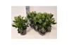 Skimmia japonica finchy 6+ bloem