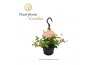 Peperomia angulata rocca vivace hp