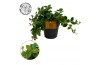 Peperomia rocca scuro