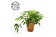 Monstera overig Monstera 