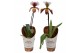Paphiopedilum U.S.A. 