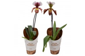 Paphiopedilum U.S.A.