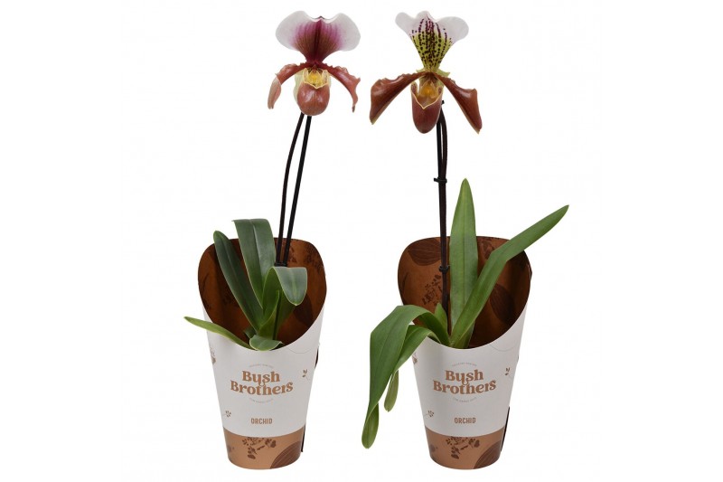 Paphiopedilum U.S.A. 