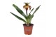 Paphiopedilum U.S.A. 