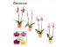 Phalaenopsis mix 2 tak, 16+ bloem - Kaya keramiek - Craft World 
