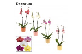 Phalaenopsis mix 2 tak, 16+ bloem - Kaya keramiek - Craft World