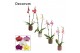 Phalaenopsis mix 2 tak, 16+ bloem - Pascalle keramiek - Luxury World 