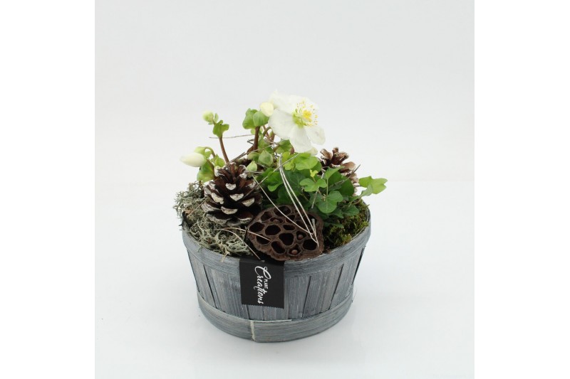 Arrangementen helleborus NHCR-2522 Verboom Helleborus 2 pp Arrangementen helleborus NHCR-2522 Verboom Helleborus 2 pp