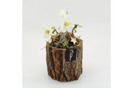 Arrangementen helleborus NHCR-2520 Verboom Helleborus 1 pp