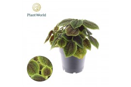 Pilea alumi Pilea Moonvalley 1 pp