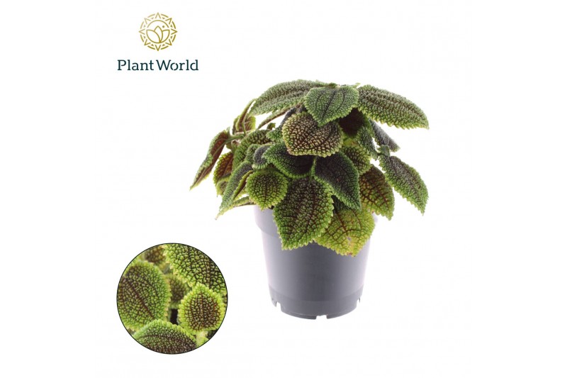 Pilea alumi Pilea Moonvalley 1 pp 