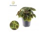 Pilea alumi Pilea Moonvalley 1 pp