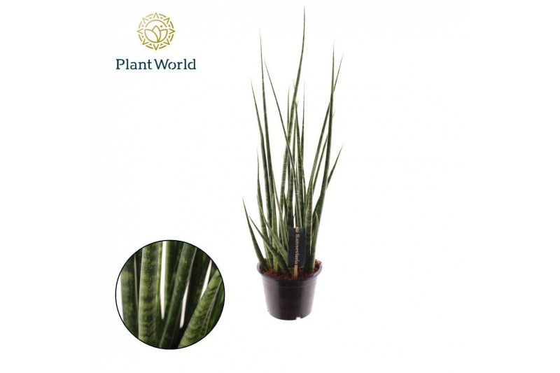 Sansevieria digitorum 