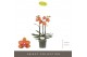 Phalaenopsis multiflora paprika Optimost - Paprika - 3 tak 