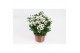 Chrysanthemum Bright Day Bright Day 12 cm 3 pp 