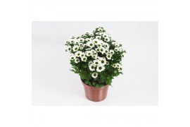 Chrysanthemum Bright Day Bright Day 12 cm 3 pp