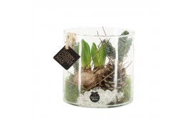 Arrangementen kamerplanten 61704: X-mas arrangement 2 pp