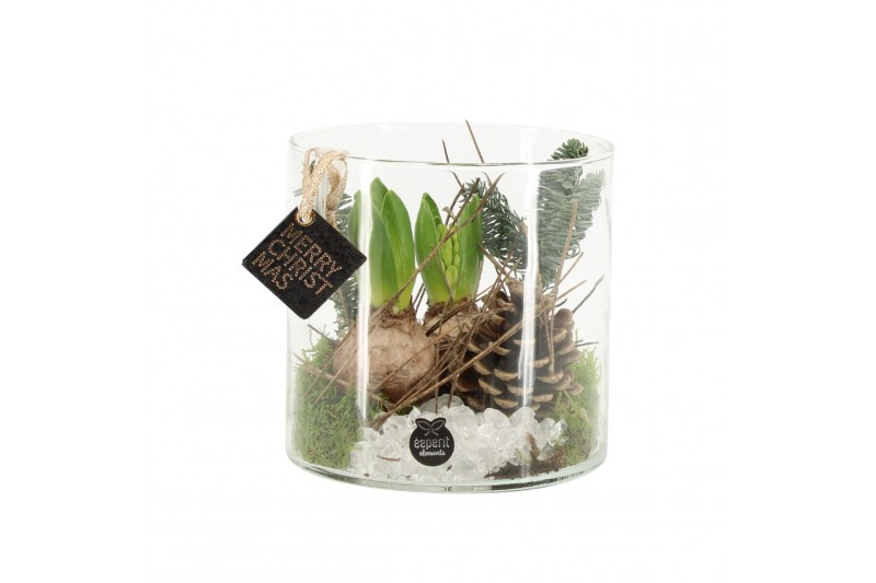 Arrangementen kamerplanten 61704: X-mas arrangement 2 pp 