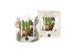 Arrangementen kamerplanten 61727: X-mas arrangement 2 pp