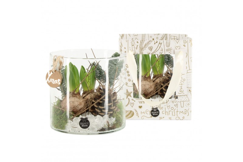Arrangementen kamerplanten 61727: X-mas arrangement 2 pp 