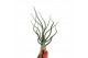 Tillandsia Bulbosa XXL 