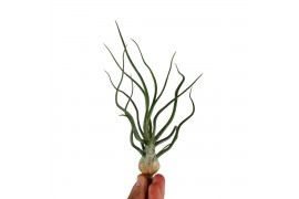 Tillandsia Bulbosa XXL