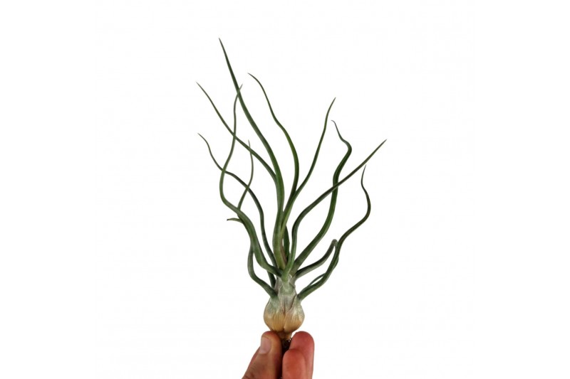 Tillandsia Bulbosa XXL 