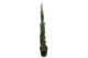 Cupressus sempervirens 