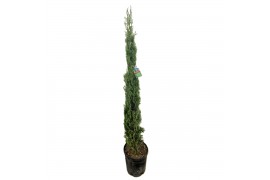 Cupressus sempervirens