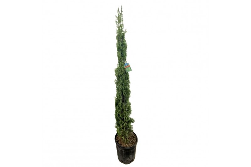 Cupressus sempervirens 