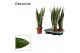 Sansevieria zeylanica decorum 