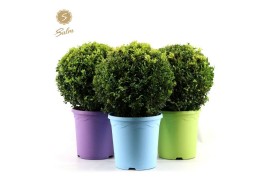 Buxus sempervirens ball Ø30cm in pot colour