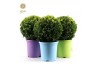 Buxus sempervirens ball Ø30cm in pot colour