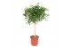 Ficus benjamina exotica Ficus Exotica4 pp 