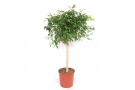 Ficus benjamina exotica Ficus Exotica4 pp