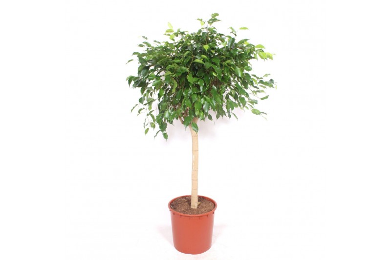 Ficus benjamina exotica Ficus Exotica4 pp Ficus benjamina exotica Ficus Exotica4 pp