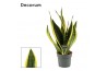Sansevieria trifasciata futura superba decorum