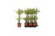Dracaena fragr. yellow coast Dracaena Yellow Coast, 17 cm pot 2 pp 
