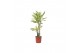 Dracaena fragr. yellow coast Dracaena Yellow Coast, 17 cm pot 2 pp 