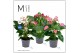 Anthurium andr. mix Mimesis Anthurium KARMA Multiflora mix - 12 cm 6 b 