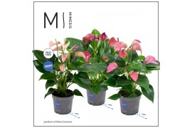 Anthurium andr. mix Mimesis Anthurium KARMA Multiflora mix - 12 cm 6 b