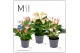 Anthurium andr. mix Mimesis Anthurium KARMA Multiflora mix - 9cm 3 bl. 