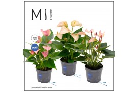 Anthurium andr. mix Mimesis Anthurium KARMA Multiflora mix - 9cm 3 bl.