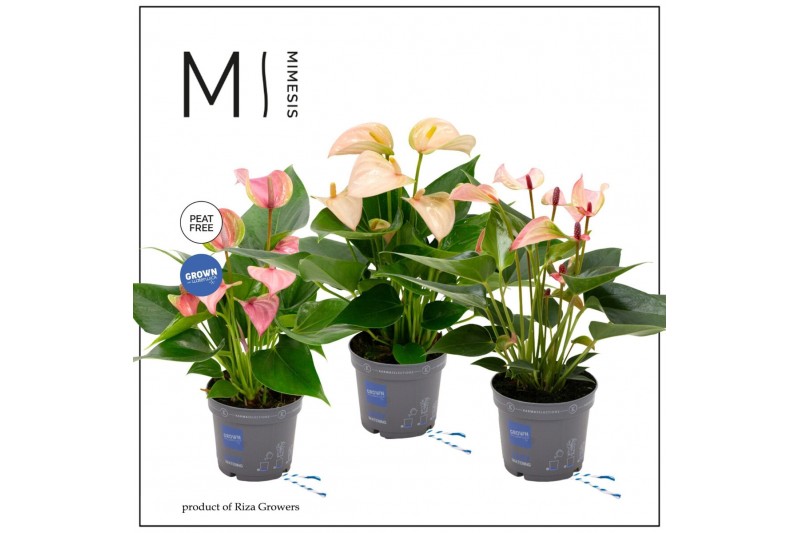 Anthurium andr. mix Mimesis Anthurium KARMA Multiflora mix - 9cm 3 bl. 