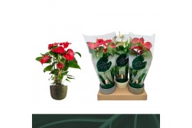 Anthurium andr. mix 3 kleuren Anthurium Mix 17cm Luxe Keramiek 6 bl.