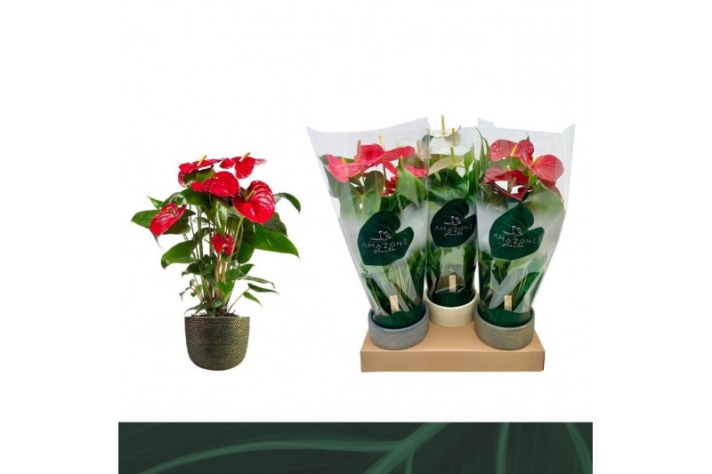 Anthurium andr. mix 3 kleuren Anthurium Mix 17cm Luxe Keramiek 6 bl. Anthurium andr. mix 3 kleuren Anthurium Mix 17cm Luxe Keramiek 6 bl.