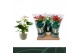 Anthurium andr. mix 3 kleuren Anthurium Mix 12cm Luxe Keramiek 5 bl. 