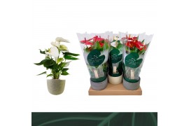 Anthurium andr. mix 3 kleuren Anthurium Mix 12cm Luxe Keramiek 5 bl.